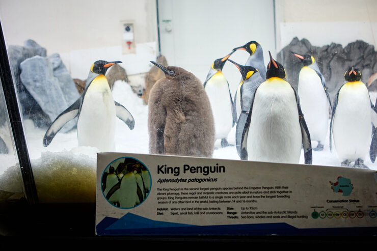 World's Largest Baby Penguin Pesto Celebrates Gender Reveal at Melbourne Aquarium