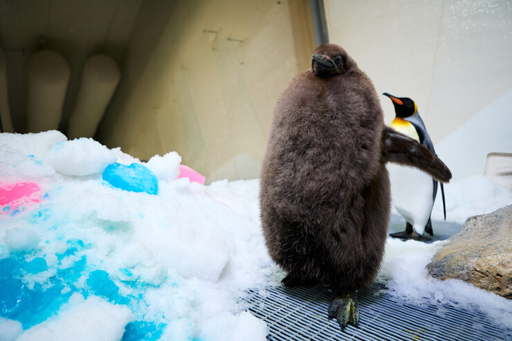 World's Largest Baby Penguin Pesto Celebrates Gender Reveal at Melbourne Aquarium