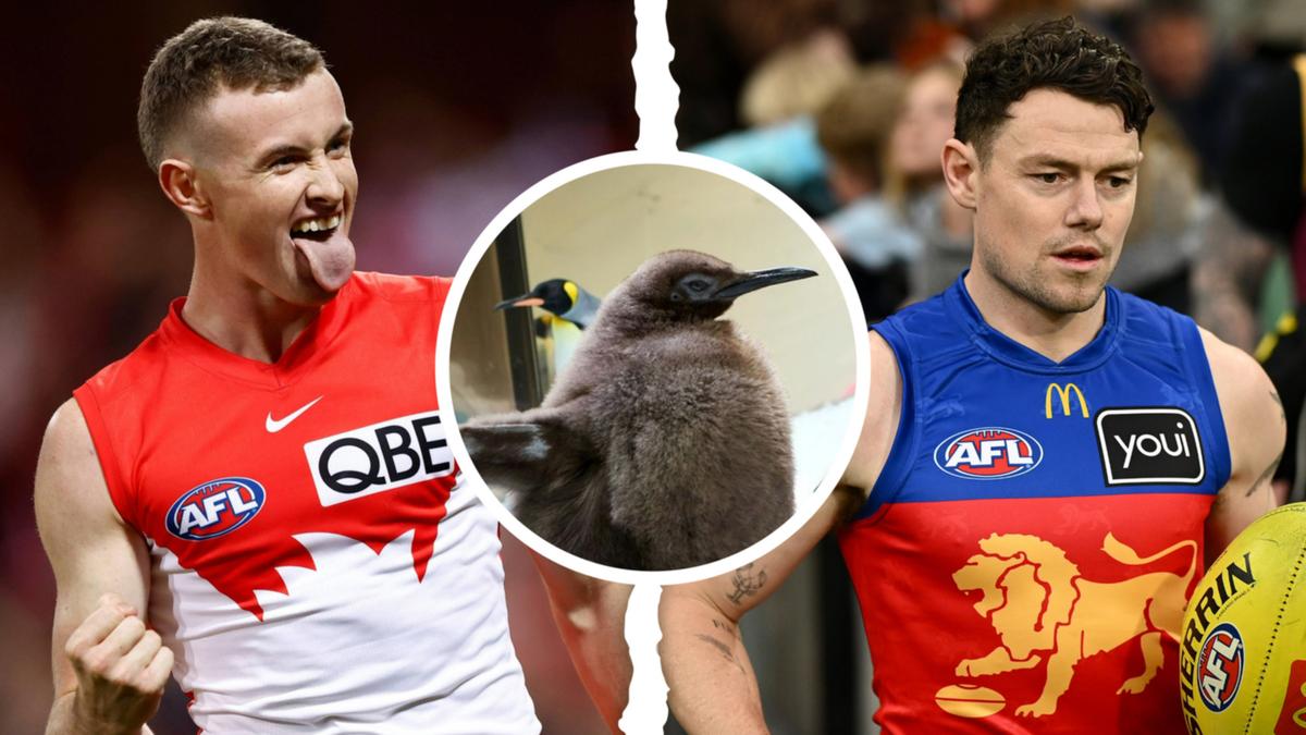 "Viral Penguin Pesto Predicts AFL Grand Final Winner with Sydney Swans Selection"