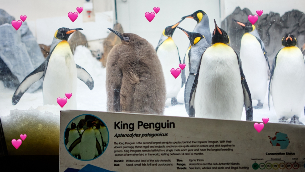 World's Largest Baby Penguin Pesto Celebrates Gender Reveal at Melbourne Aquarium