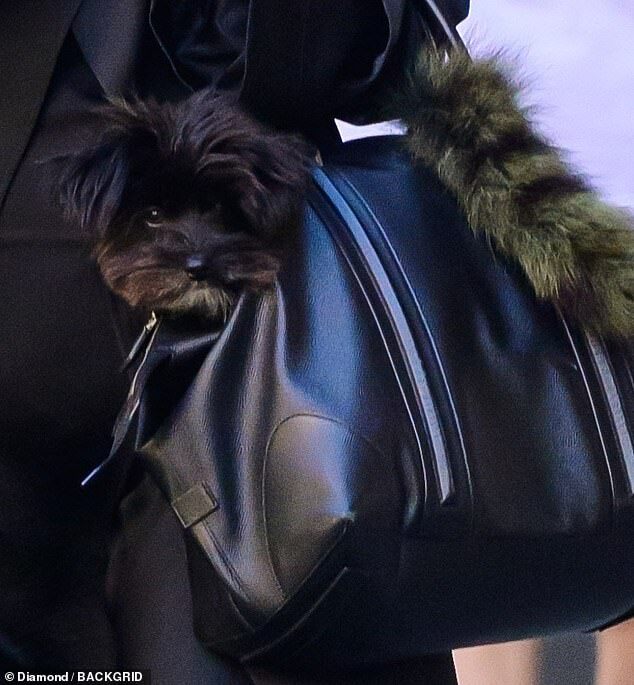 Irina Shayk Stuns in NYC with Dog Peanut After Custody Handoff with Bradley Cooper